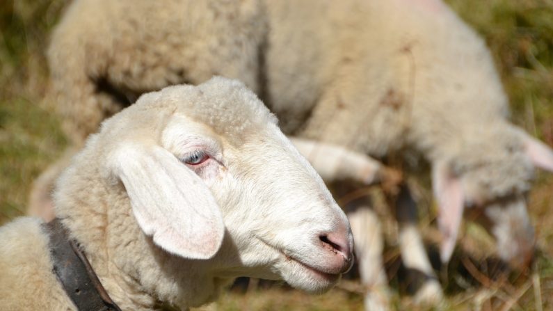 Entrée en vigueur au 1er janvier, la loi votée par le Parlement des Flandres il y a 18 mois interdit désormais l’abattage rituel des animaux sans étourdissement. Crédit : Pixabay.
