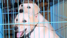 Saône-et-Loire : 9 chiens d’un refuge échappent de justesse à l’euthanasie