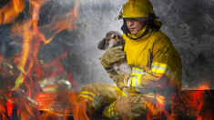 Des pompiers et des civils forment une chaîne humaine pour sauver 86 chiens d’un incendie dans une animalerie
