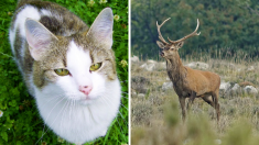 VIDÉO : le coup de foudre improbable d’un chat domestique et d’un cerf sauvage – le moment d’une grande tendresse a été filmé