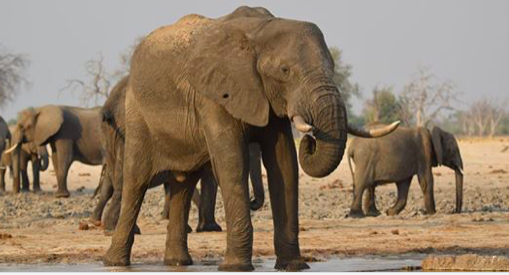 En novembre, avant les pluies, quand l'eau est la plus rare, les éléphants aiment se tremper les pieds pour se rafraîchir des températures brûlantes (Giannella M. Garrett).