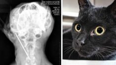 Un chat arrive dans un refuge malade et épuisé – des radios révèlent un objet dans son cou, tout un choc pour l’équipe vétérinaire