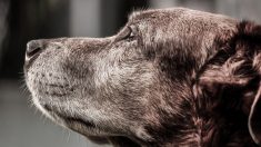 SPA : si vous adoptez un animal âgé, 30 Millions d’amis vous offre 600 euros pour les frais vétérinaires