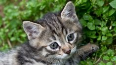 Belgique : il diffusait ses vidéos de chatons torturés sur les médias sociaux – les chatons ont été sauvés