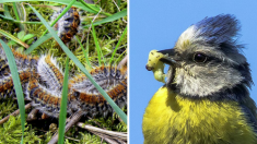 6 oiseaux qui aiment manger les chenilles processionnaires – attirez-les dans votre jardin!