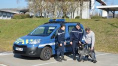 Ain : 2 ans après avoir été volé, Mirador est remis à son propriétaire par les gendarmes