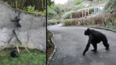 Les visiteurs du zoo de Belfast sont «pétrifiés» alors que les chimpanzés évadés errent en liberté