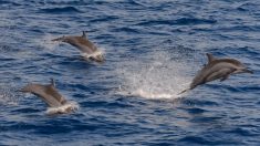 VIDÉO : en Bretagne, 30 à 40 dauphins offrent un moment de «pur bonheur» à des plaisanciers sortis pêcher