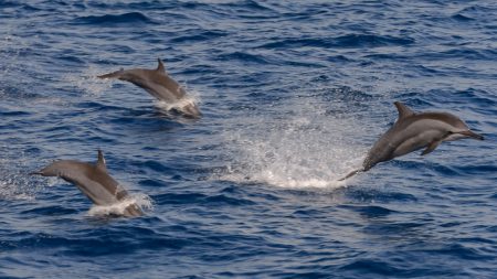 VIDÉO : en Bretagne, 30 à 40 dauphins offrent un moment de «pur bonheur» à des plaisanciers sortis pêcher