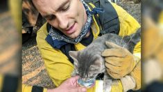 Un chat brûlé remercie chaleureusement un pompier de l’avoir sauvé d’un incendie dévastateur
