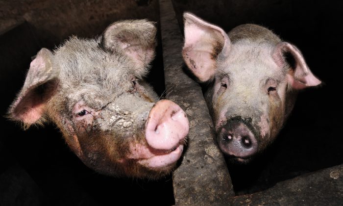 Des photos de porcs. (Peter Parks/AFP/Getty Images)
