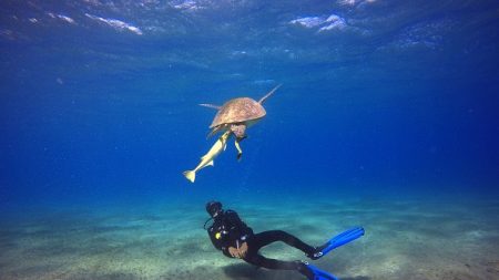 Avec l’hiver s’ouvre la saison des requins sur les rivages de Terre sainte