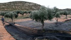 Dans l’Espagne dépeuplée, un village ressuscite grâce au parrainage de ses oliviers