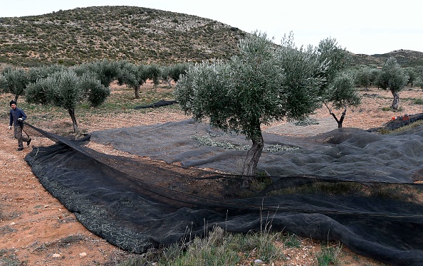 -Cesar Tarradas déploie un filet avant la récolte des olives à Oliete, dans le nord-est de l'Espagne, le 17 décembre 2018. - Les habitants ont commencé à s'éloigner des villes et villages ruraux. Aujourd'hui, un programme d'adoption d'oliviers a empêché ce village du nord-est de l'Espagne de s'éteindre. Photo de JOSE JORDAN / AFP / Getty Images.