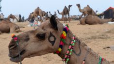 Au Rajasthan, les dromadaires du désert se reconvertissent