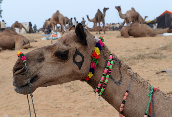 -Un chameau orné de perles colorées pour attirer les clients se tient dans un champ sur le parc des expositions de chameaux à Pushkar. Cette foire annuelle du chameau et du bétail, d'une durée de cinq jours, est l'une des plus grandes foires du chameau au monde. Photo SAJJAD HUSSAIN / AFP / Getty Images.