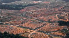 Déforestation en Indonésie: plus d’un 1,3 milliard de dollars d’amendes impayées  (Greenpeace)