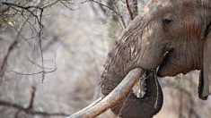 Le Botswana décidé à légaliser la chasse aux animaux sauvages