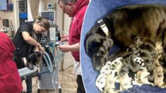 7 vétérinaires aident un Grand Danois à accoucher de 19 chiots : « ils sont tous vivants et en bonne santé »