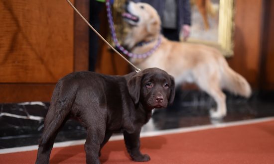 Photo de dossier d’un labrador retriever au siège social de l'American Kennel Club à New York le 22 février 2016 (Jamie McCarthy/Getty Images)