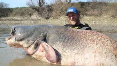 Un pêcheur remonte une énorme prise, un poisson-chat de 2,7 mètres de long, établissant un nouveau record