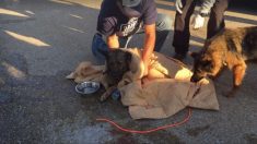 Un chien maltraité gisant sur la route, paralysé, s’en sort grâce à l’aide d’un ami à fourrure