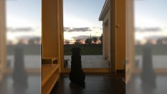 L’émouvante photo de la chienne d’Emiliano Sala publiée par la sœur du disparu : « Nala aussi t’attend »