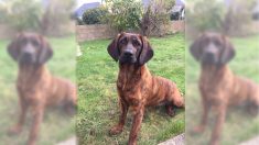 Onnie, la chienne des pompiers du Morbihan volée dimanche, a été retrouvée