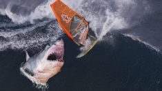 Un photographe capture des photos effrayantes à quelques centimètres des mâchoires d’un grand requin blanc