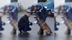 Ginko, le chien gendarme médaillé pour services exceptionnels – il a utilisé son flair pour démanteler des affaires de drogues