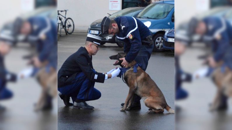 Le chien Ginko lors de la remise de la médaille le 28 janvier 2019 - Crédit : Gendarmerie nationale