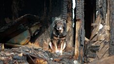 Un chien sauve une famille d’un incendie dévastateur qui a complètement ravagé leur maison