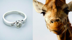 Un homme fait sa demande en mariage à sa petite amie avec l’aide d’une girafe