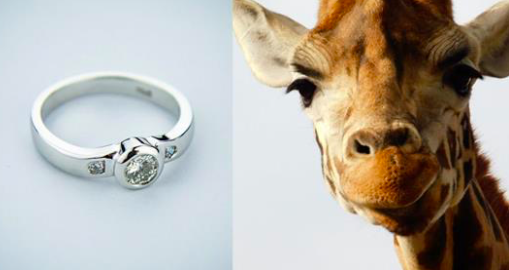 G : illustration d'une bague de fiançailles. (NicholasDeloitteMedia/Pixabay). D : illustration d'une girafe curieuse. (PhotoLily/Unsplash)