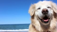 Un chien de thérapie aveugle apprend aux gens à « vivre l’instant présent » grâce à son caractère positif contagieux