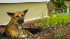 Un chienne sans-abri creuse un trou dans une tombe pour faire une «maison» à sa portée de chiots