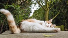 Un chat perdu par sa famille en vacances en Haute-Savoie est ramené chez lui, dans le Nord par BlaBlaCar