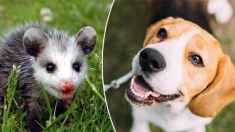 Après avoir perdu ses petits à la naissance, un beagle « adopte » un bébé opossum abandonné