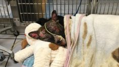 Le chien qui avait été attaché à un piquet et recouvert d’un produit inflammable est mort – plus de 40 % de son corps était brûlé