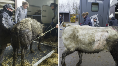 Belgique : prison ferme et 60.000€ d’amendes pour le couple d’éleveurs de bovins de la «ferme de l’horreur»
