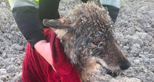 Le loup est réchauffé après avoir été sauvé du barrage de Sindi en Estonie, le 20 février 2019. (EUPA)