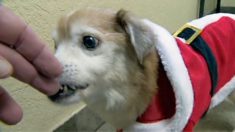Un chien né sans nez à la recherche d’un foyer a finalement été adopté pour le reste de sa vie