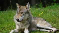Pyrénées-Orientales: un loup sauvage est venu vivre ses dernières heures avec une jeune fille