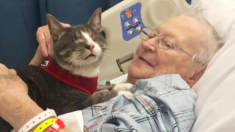 Une grand-mère de 88 ans ne souffre plus du cancer après avoir reçu la visite d’un chat thérapeutique aveugle
