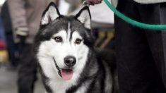 Des dizaines de milliers de personnes signent une pétition pour sauver le husky de Sibérie qui a arraché la main d’un garçon