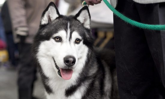 Une image de dossier d'un husky au Westminster Dog Show à New York, le 11 février 2014. (Samira Bouaou/Epoch Times)