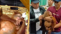 Un passager est surpris avec un orang-outan drogué dans sa valise