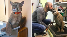 Un puma de 41 kg sauvé d’un zoo vit la vie de luxe dans un appartement russe