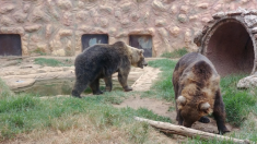 Espagne : des animaux abandonnés dans un zoo qui a fermé ses portes
