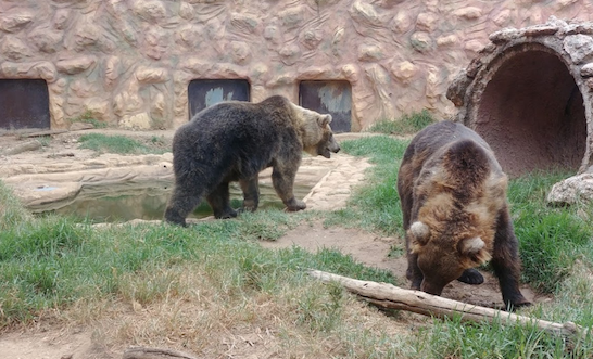 Espagne : deux ours dans le parc zoologique de Prudencio Navarro. (Photo Googlemap)